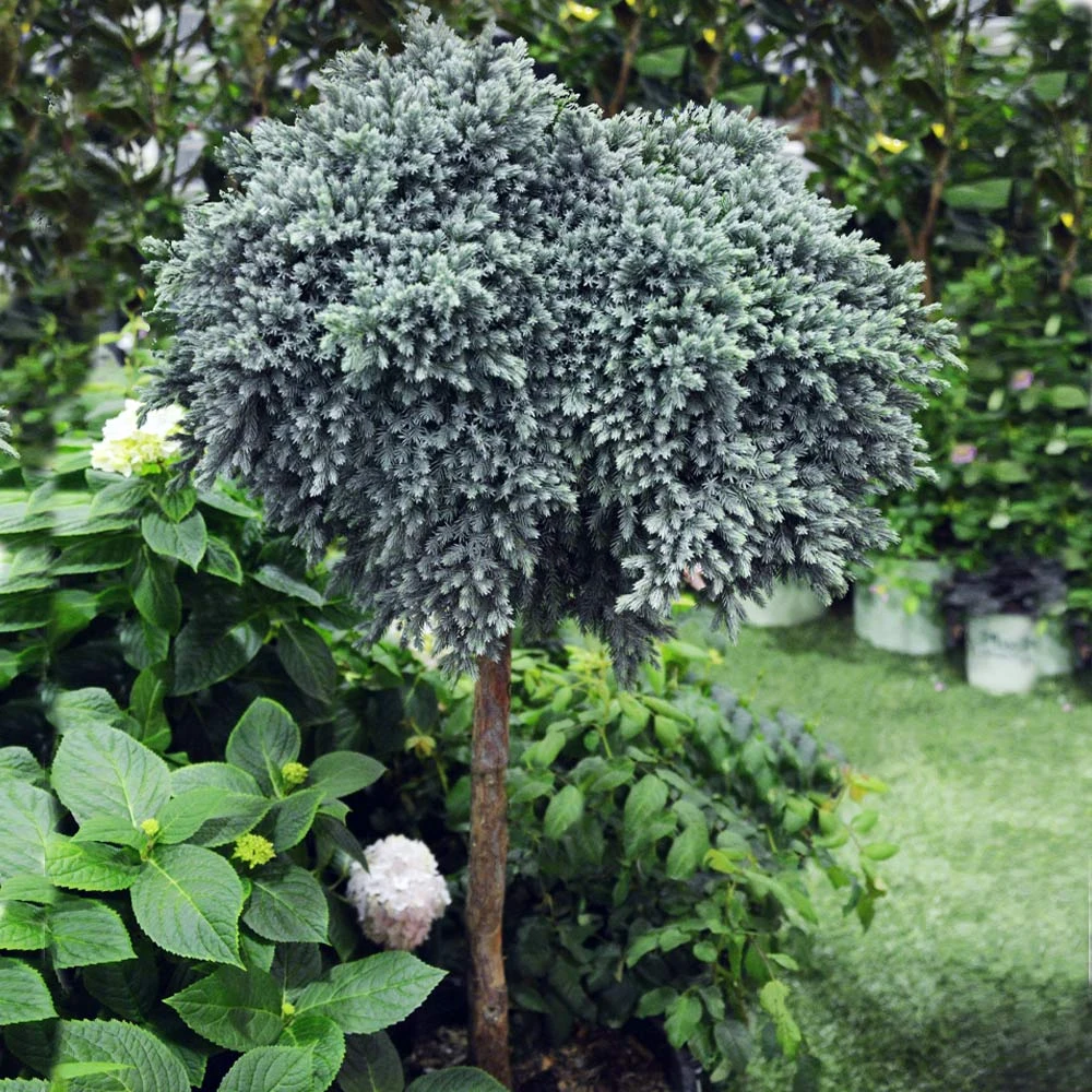 Blue Star Juniper Tree - Image 3