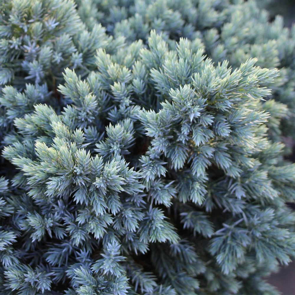 Blue Star Juniper Tree - Image 4