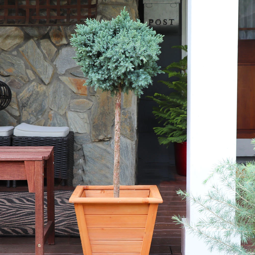 Blue Star Juniper Tree - Image 2