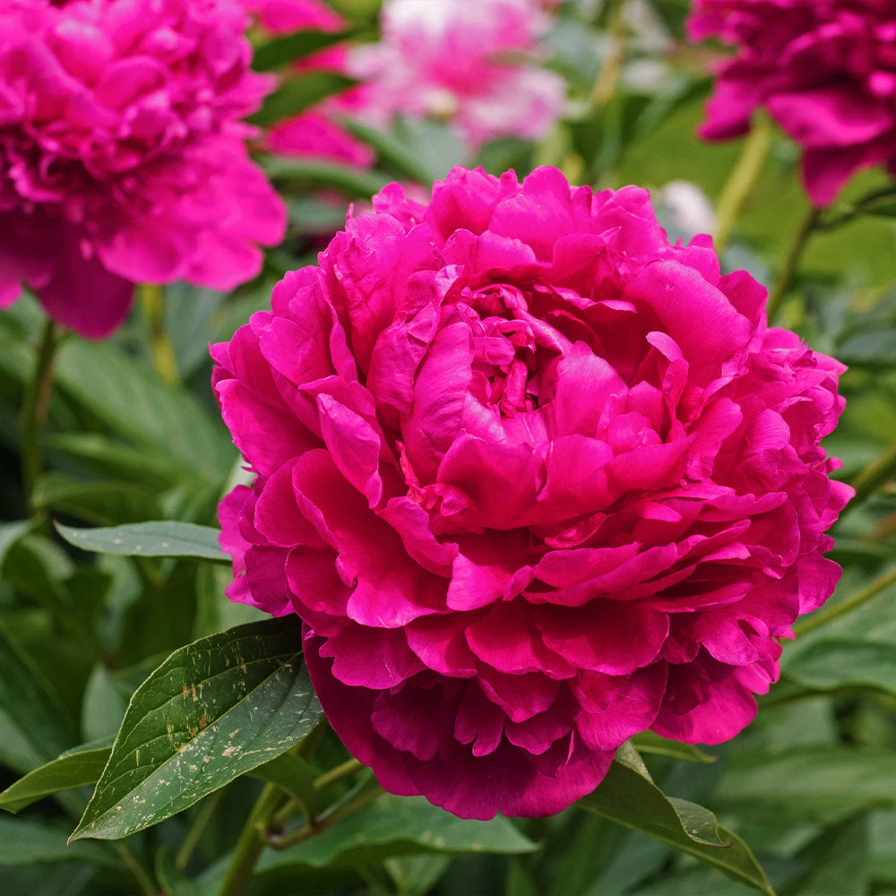 Karl Rosenfield Peony - Image 2