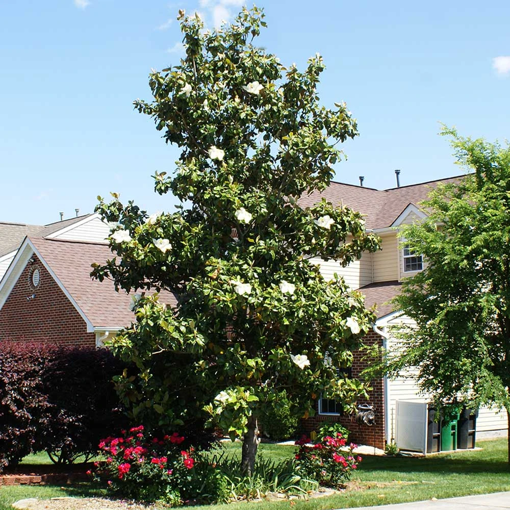 Kay Parris Magnolia - Image 3