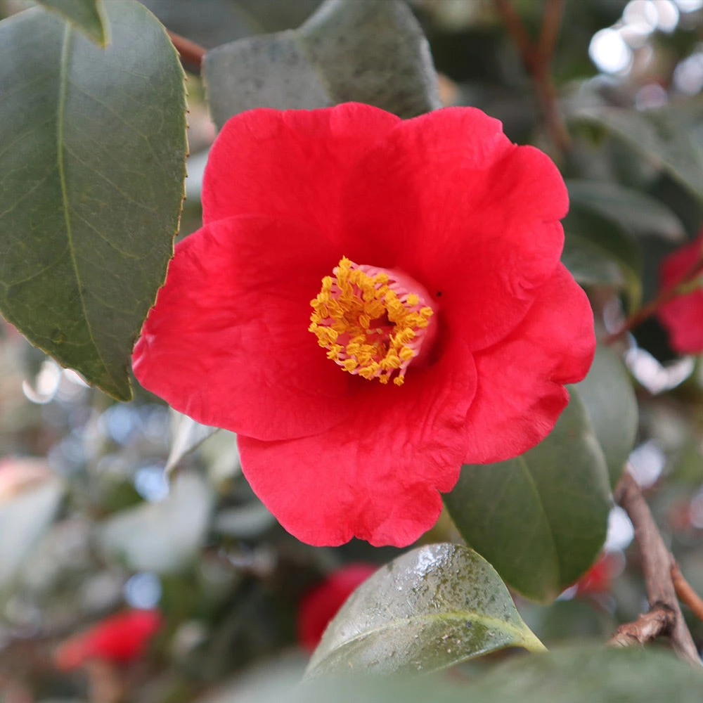 Korean Fire Camellia Shrub - Image 4