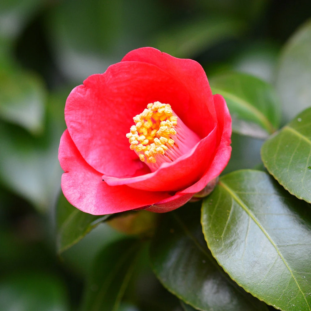 Korean Fire Camellia Shrub - Image 2