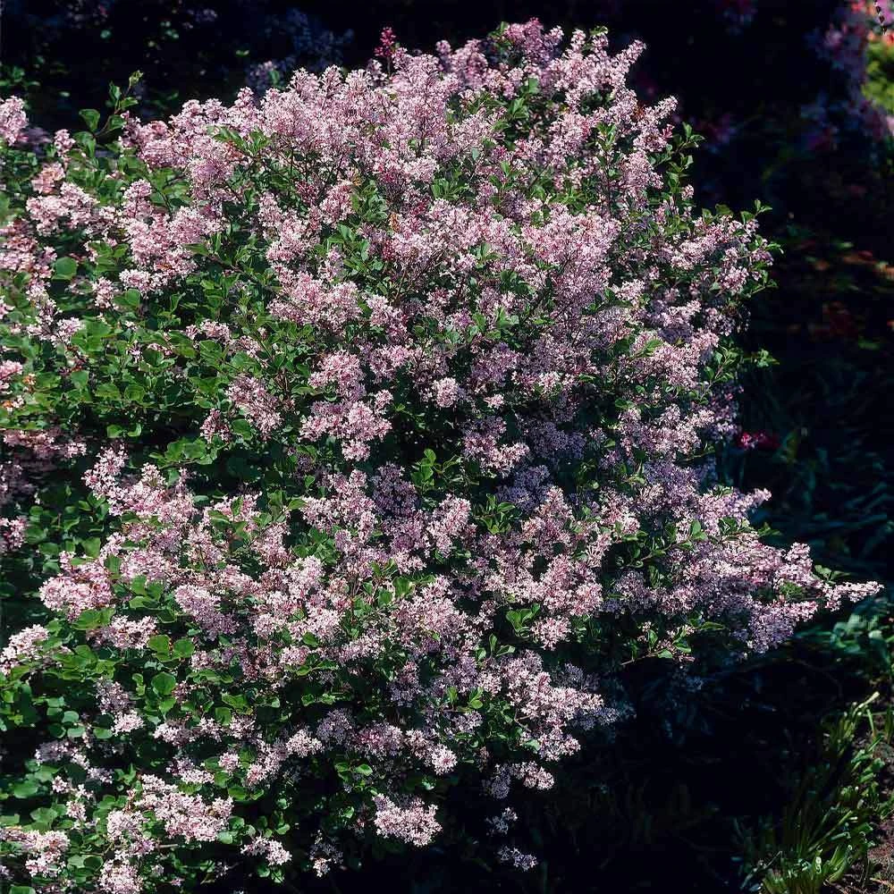 Dwarf Korean Lilac Shrub - Image 2