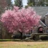 Kwanzan Cherry Tree