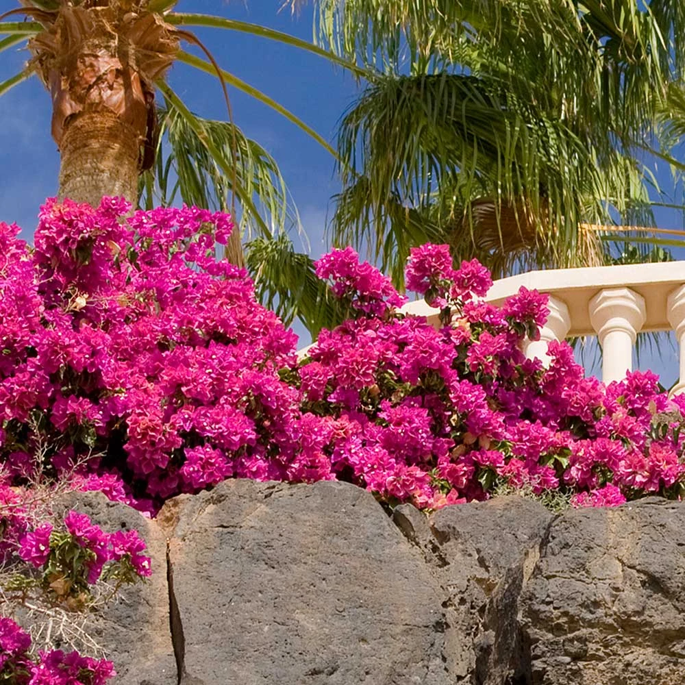 La Jolla Bougainvillea - Image 2