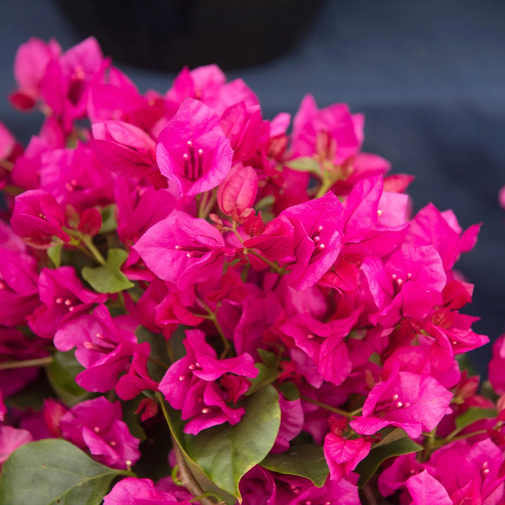 La Jolla Bougainvillea - Image 3