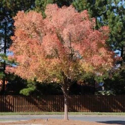 Lacebark Chinese Elm Tree
