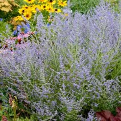 Lacey Blue Russian Sage