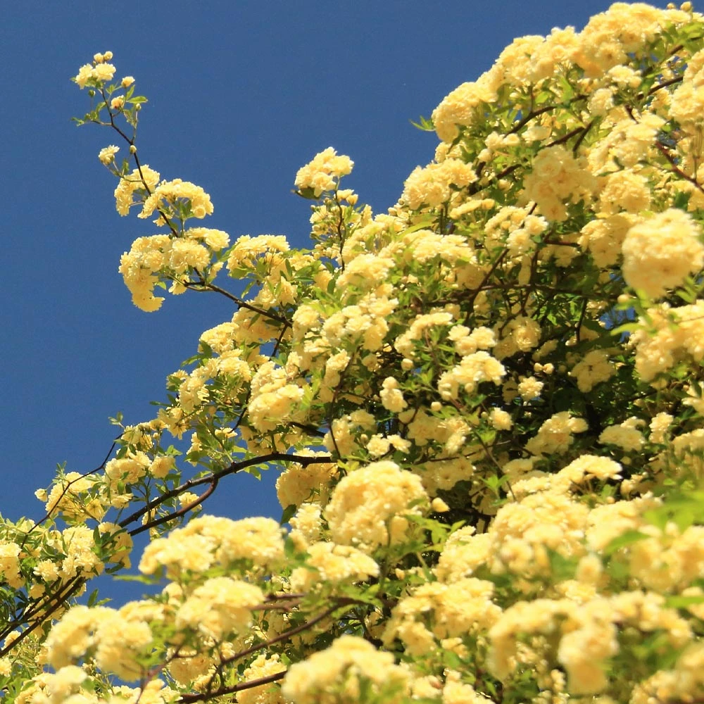 Lady Banks Climbing Rose - Image 3