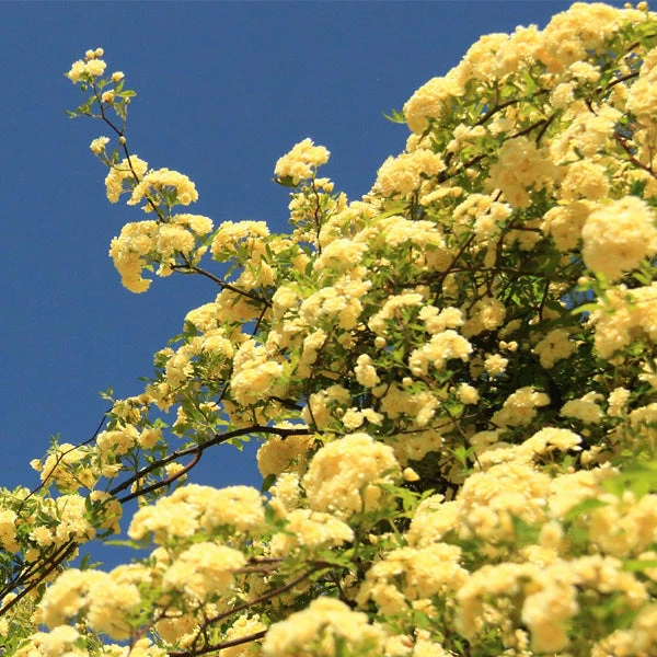 Lady Banks Climbing Rose