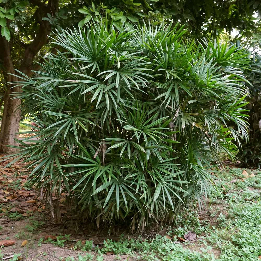 Lady Palm Tree - Image 3