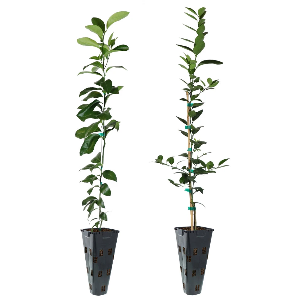 Meyer Lemon + Key Lime Tree Pack - Image 3