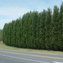 Leyland Cypress Tree