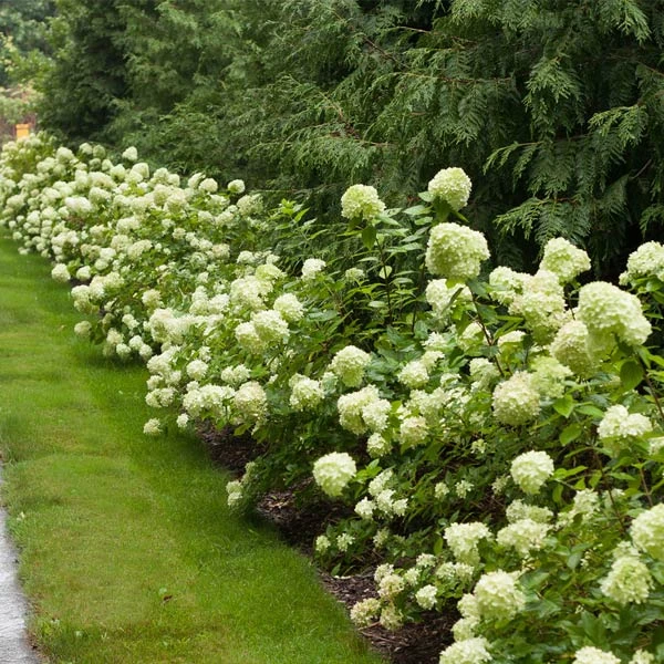 Little Lime® Hydrangea Shrub