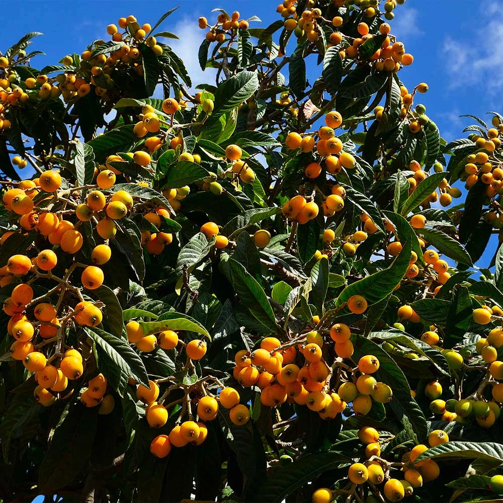 Loquat Tree - Image 4