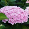 Love Hydrangea Shrub