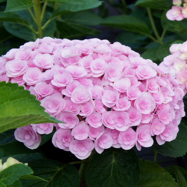 Love Hydrangea Shrub
