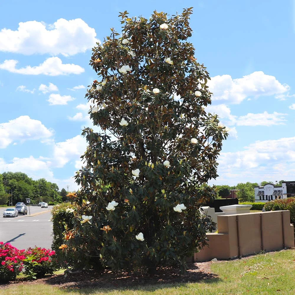 Little Gem Magnolia Tree - Image 2