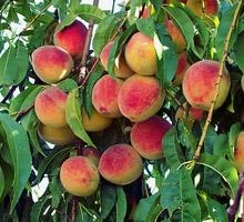 Majestic Peach Tree - Image 2