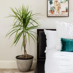 Braided Madagascar Dragon Tree