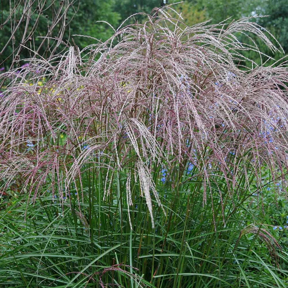 Morning Light Miscanthus - Image 3