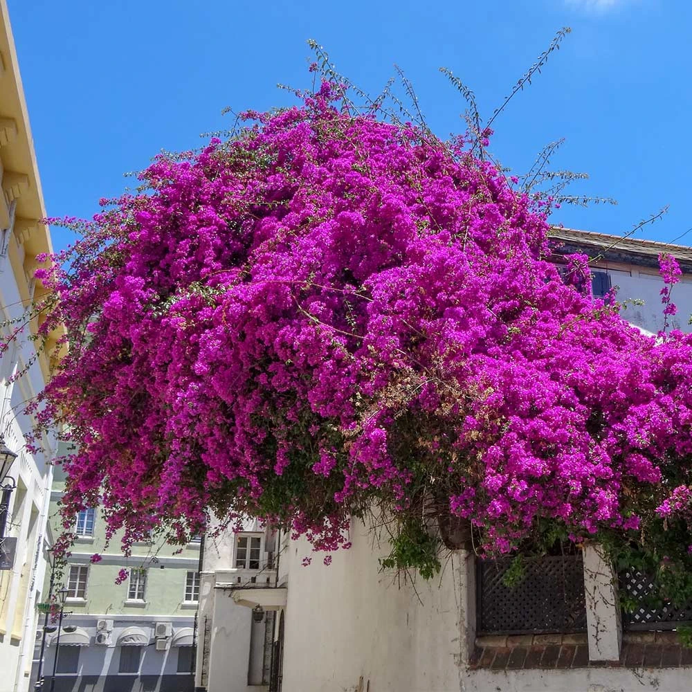Majestic Purple Bougainvillea - Image 2