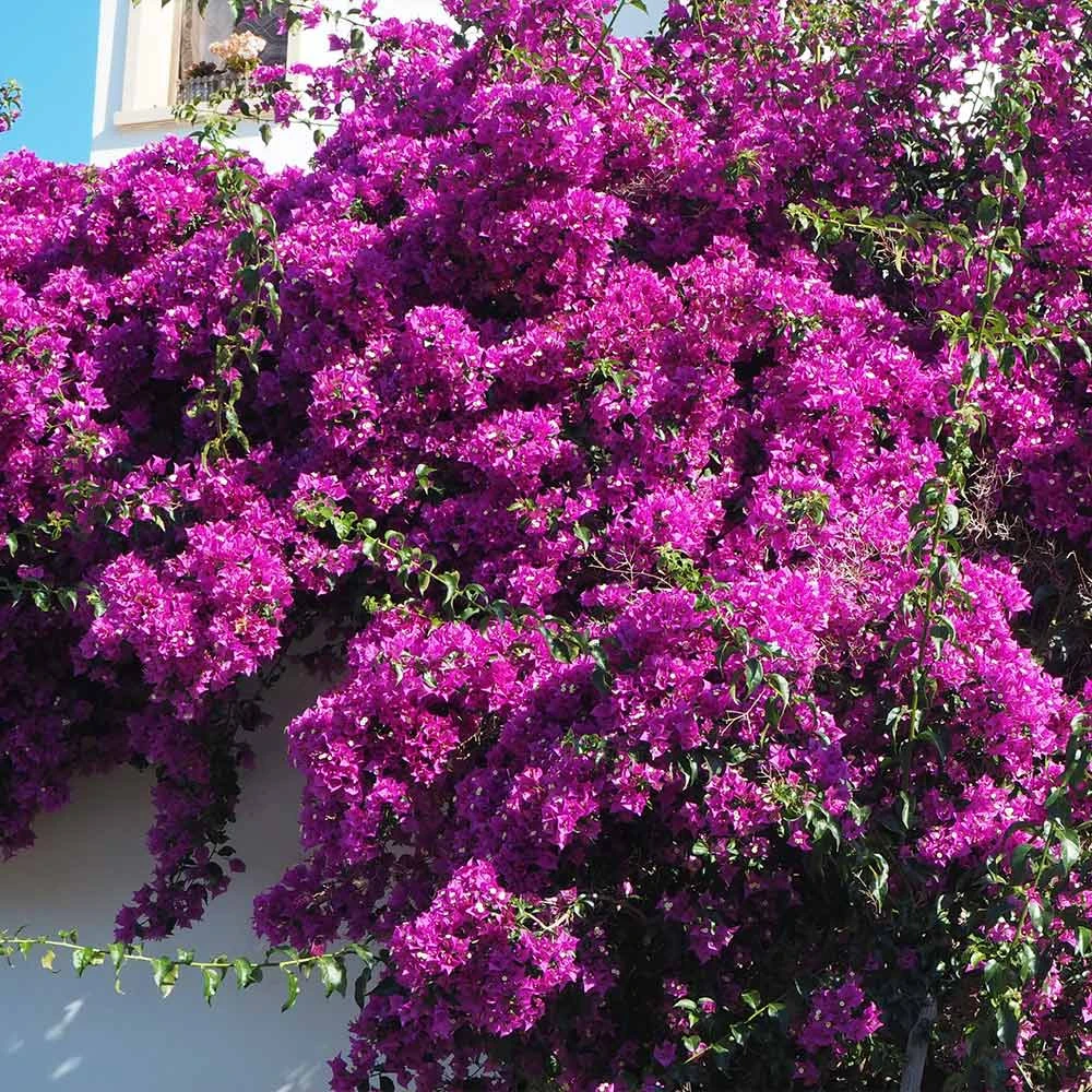 Majestic Purple Bougainvillea - Image 3