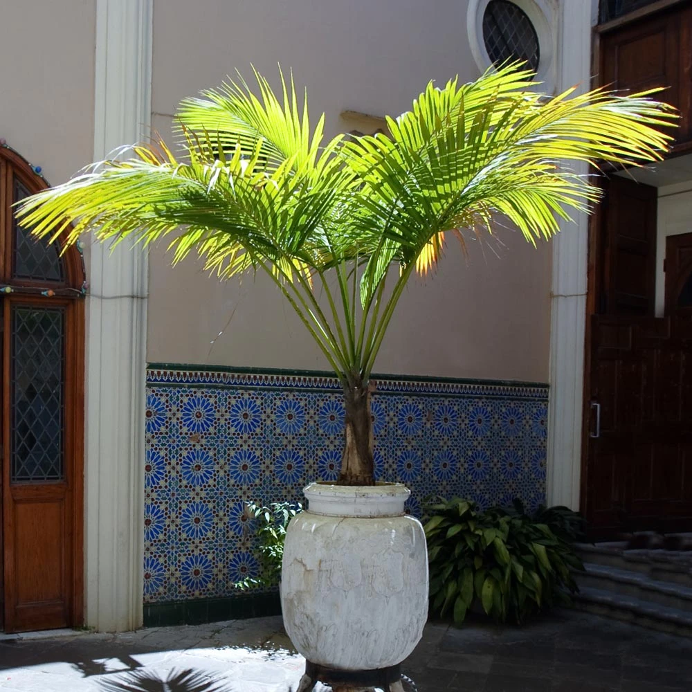 Majesty Palm Tree - Image 3