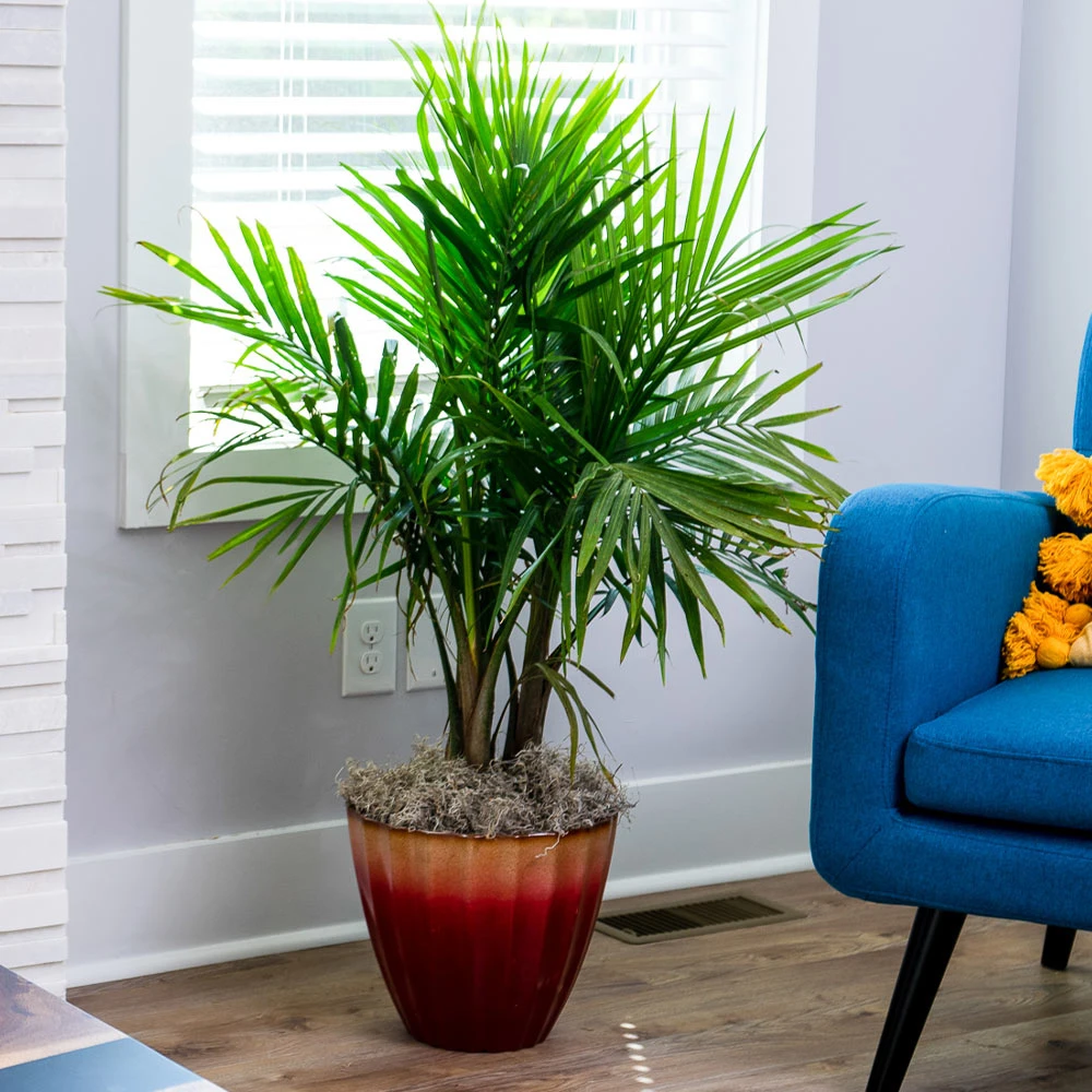 Majesty Palm Tree - Image 2