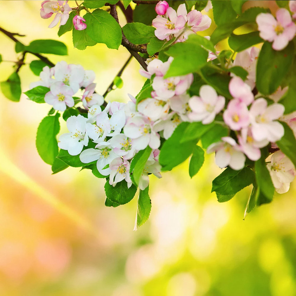 Mutsu Apple Tree - Image 5