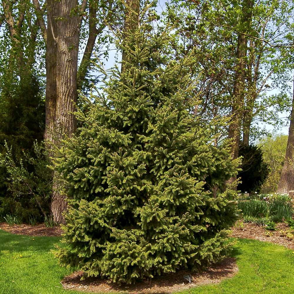 Meyer Spruce Tree - Image 2