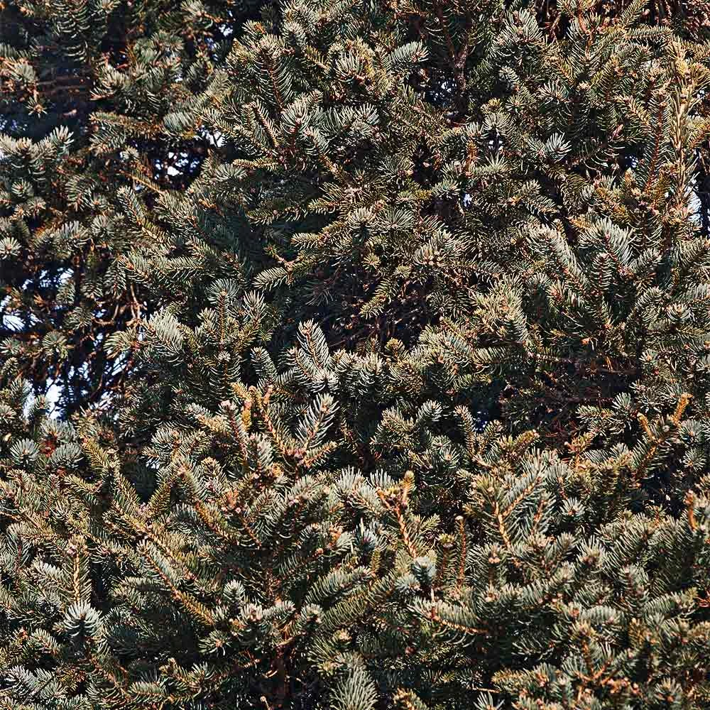 Meyer Spruce Tree - Image 3