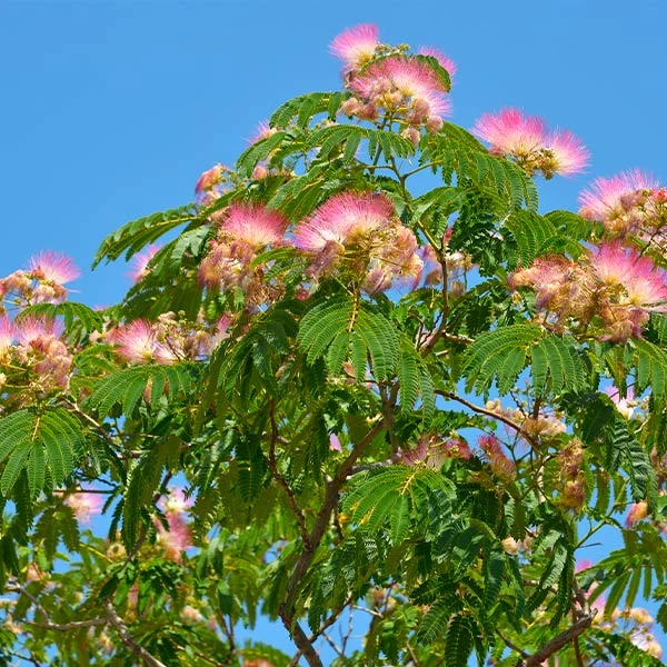 Mimosa Silk Tree