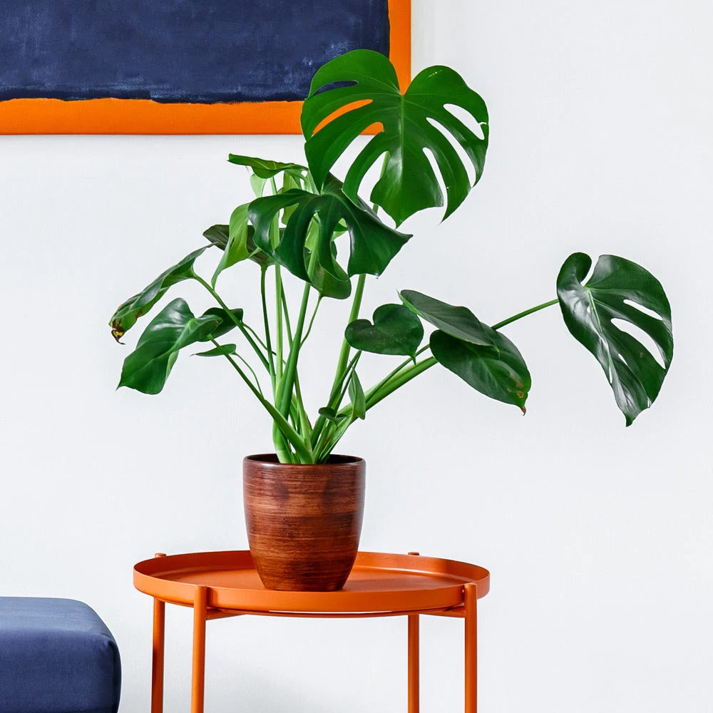 Monstera Deliciosa And Fiddle Leaf Fig Combo - Image 4