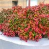 Fire Power Nandina Shrub