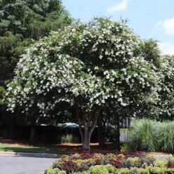 Natchez Crape Myrtle Tree