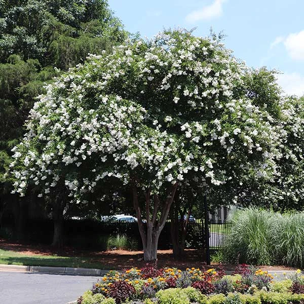 Natchez Crape Myrtle Tree