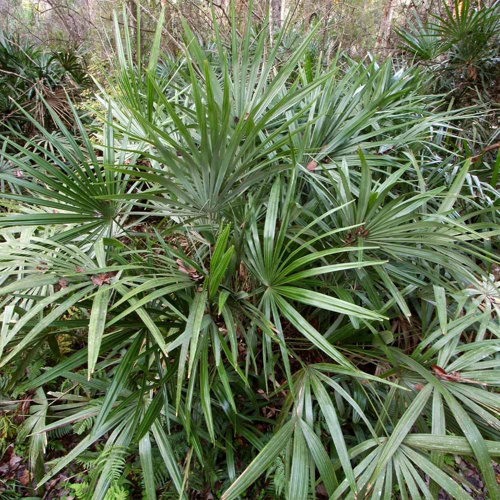 Needle Palm Tree - Image 2