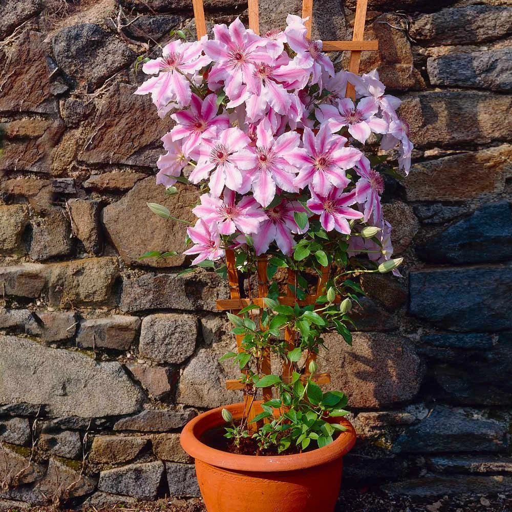 Nelly Moser Clematis Vine - Image 3