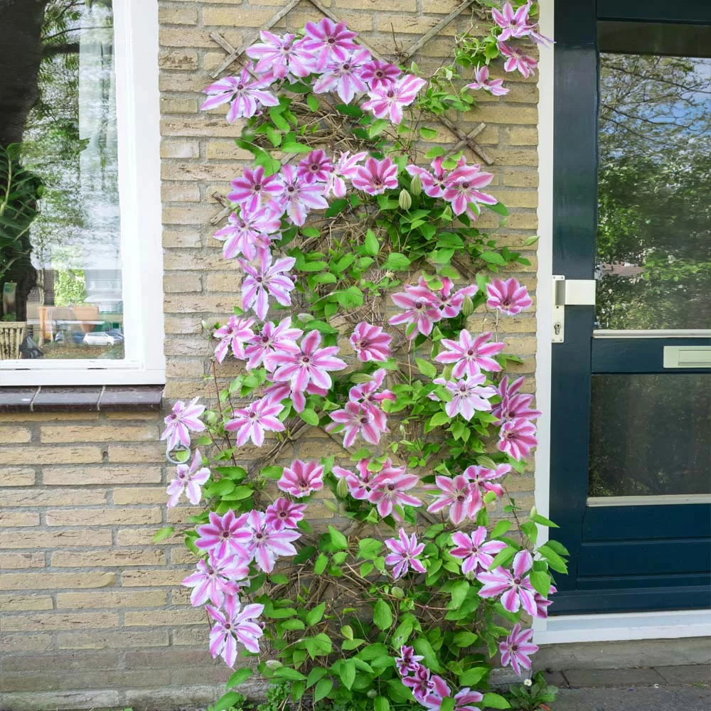 Nelly Moser Clematis Vine - Image 5