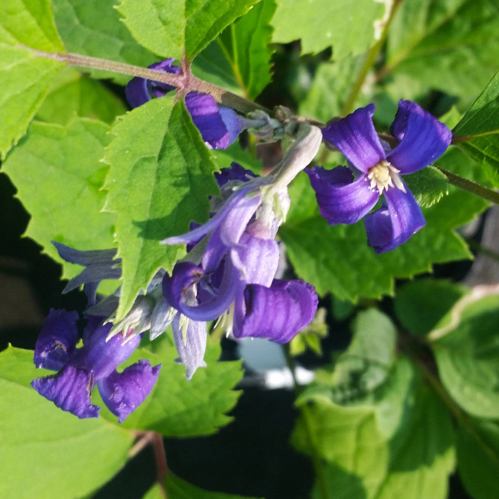 New Love Clematis Shrub - Image 4