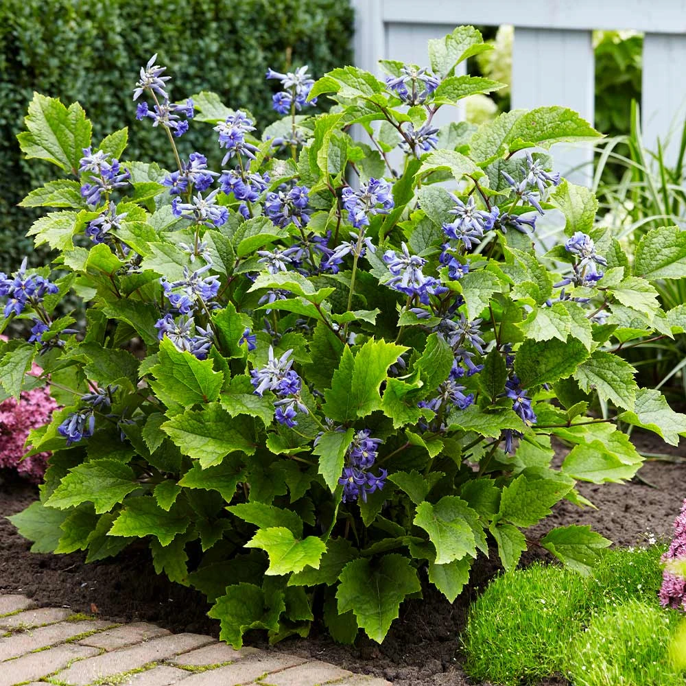 New Love Clematis Shrub - Image 3