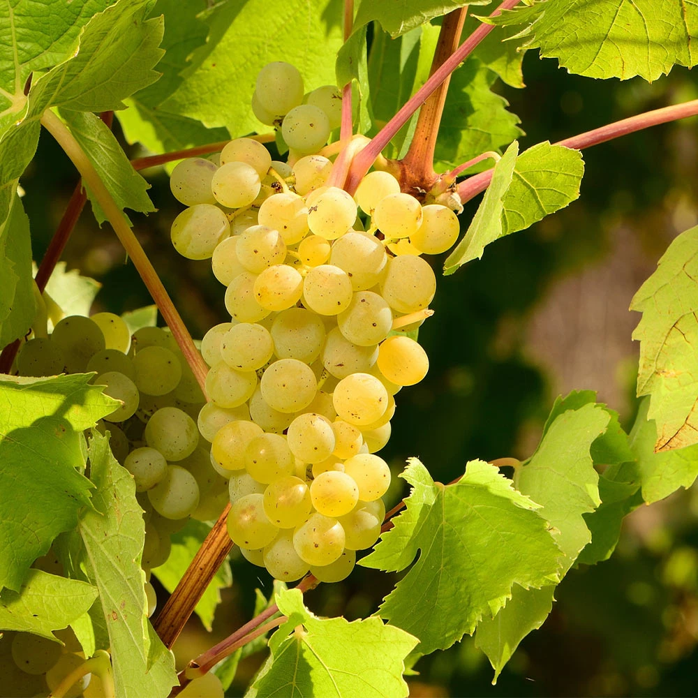 Niagara Grape Vine - Image 3