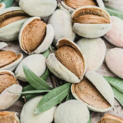 Nonpareil Almond Tree