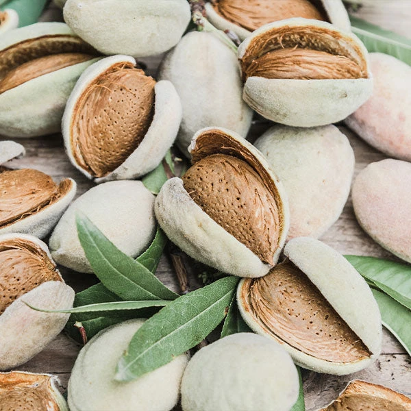 Nonpareil Almond Tree