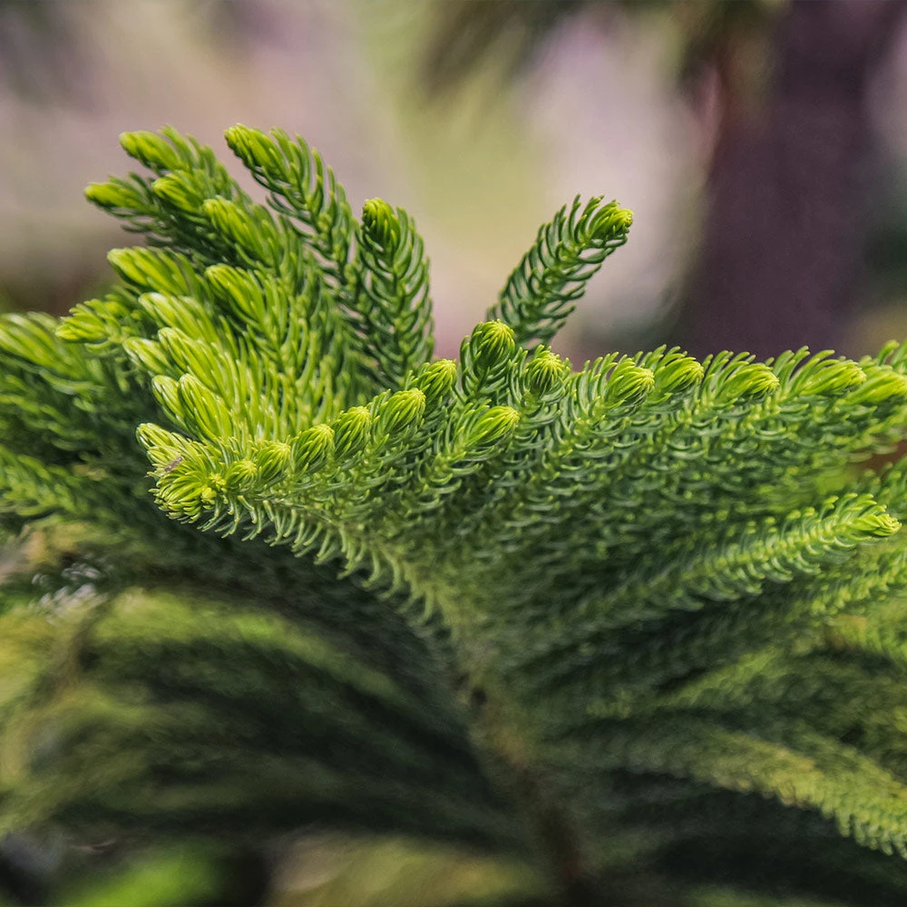 Norfolk Island Pine Tree - Image 4