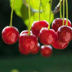 Dwarf North Star Cherry Tree