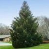Norway Spruce Tree