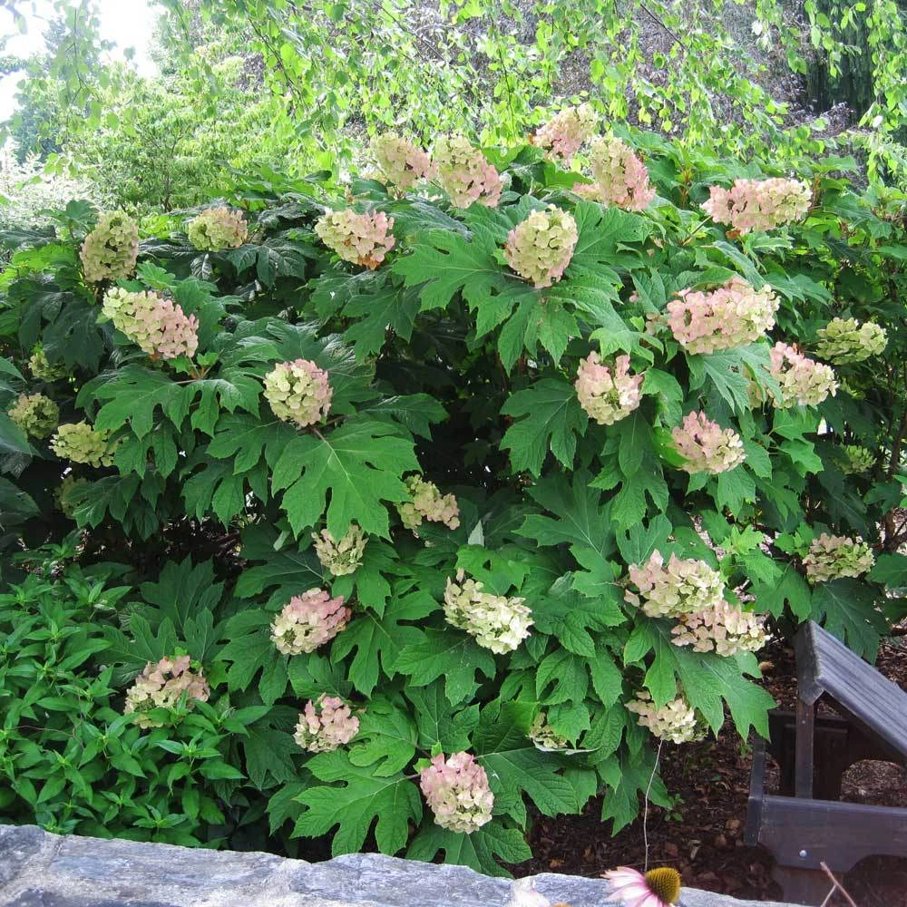 Oakleaf Hydrangea Shrub - Image 2